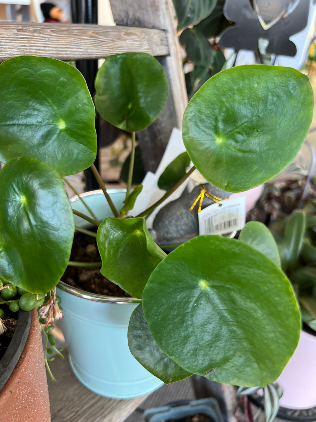 Pilea Peperomiodes