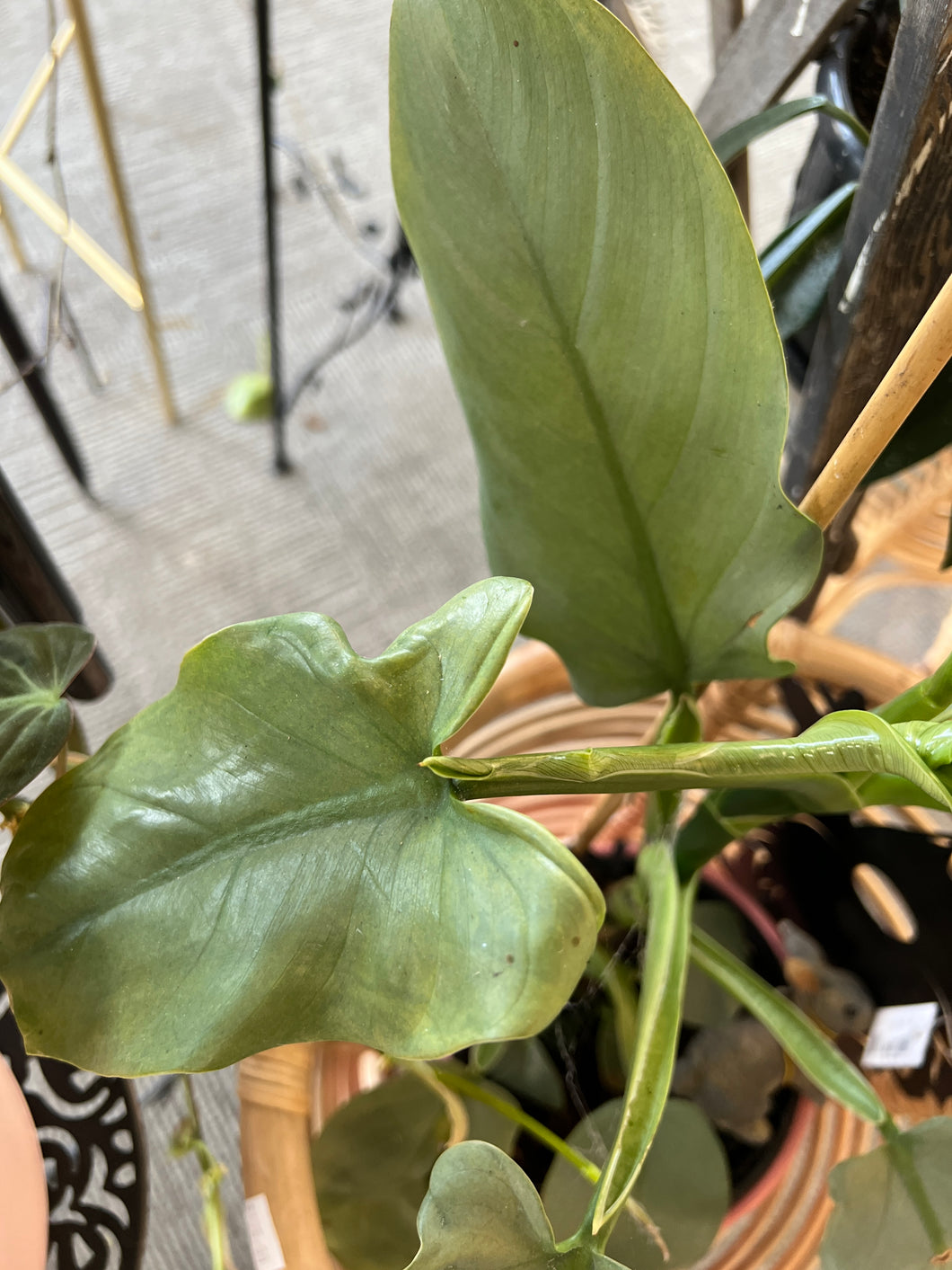 Philodendron Silver Sword