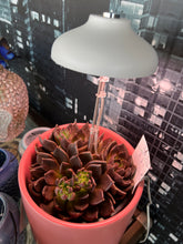 Load image into Gallery viewer, Esschert&#39;s LED Grow Lamp
