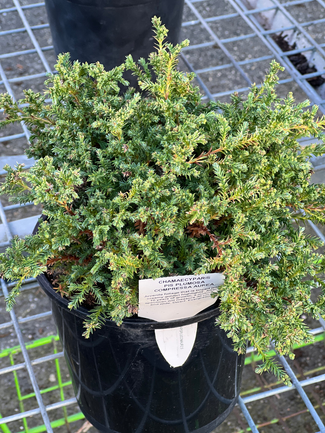 Chamaecyparis Pis Plumosa Compressa Aurea