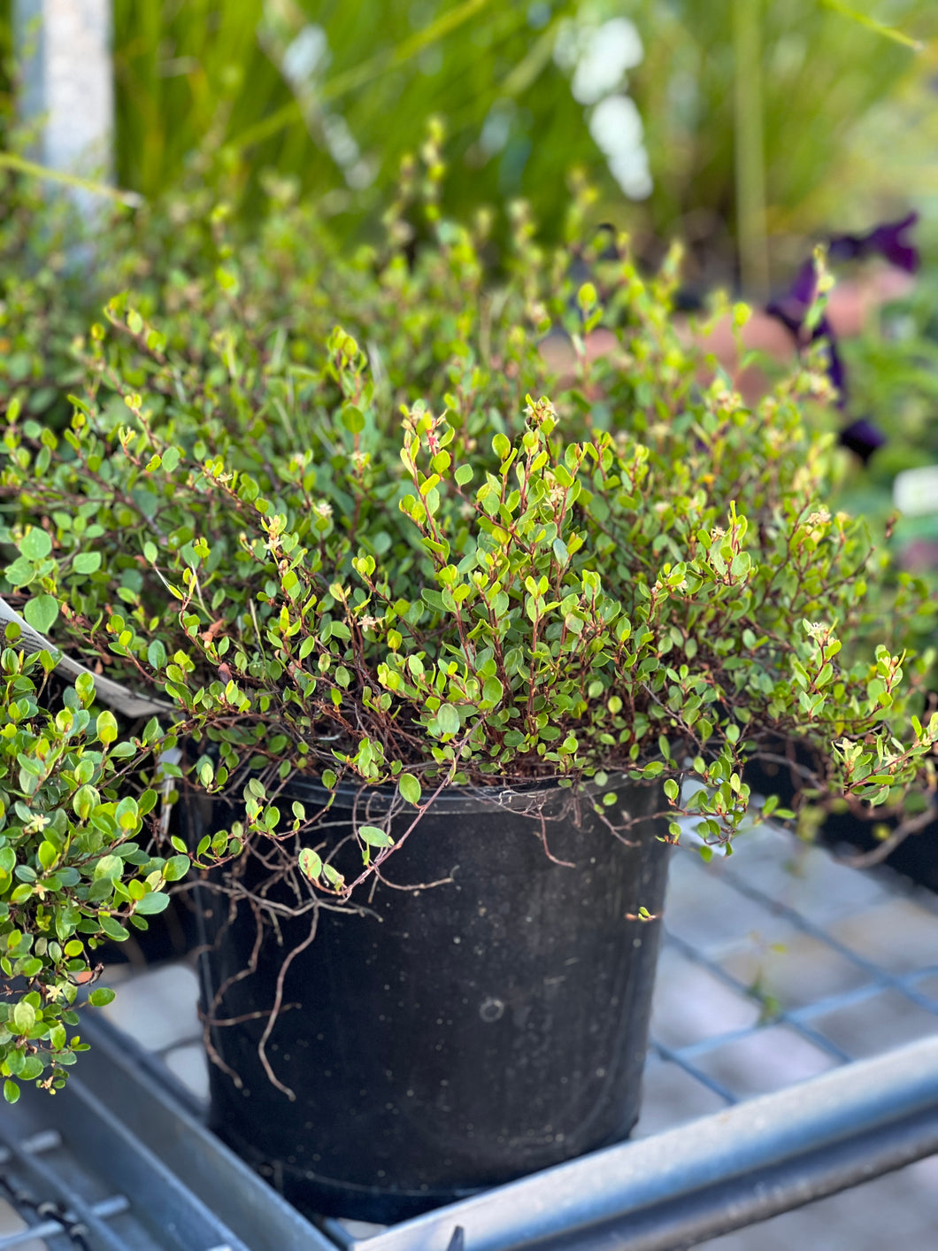 Muehlenbeckia Axillaris