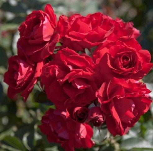 Rose - IN LOVING MEMORY (Floribunda)