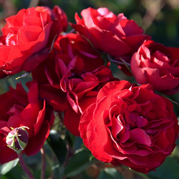 Rose - LEST WE FORGET (Floribunda)