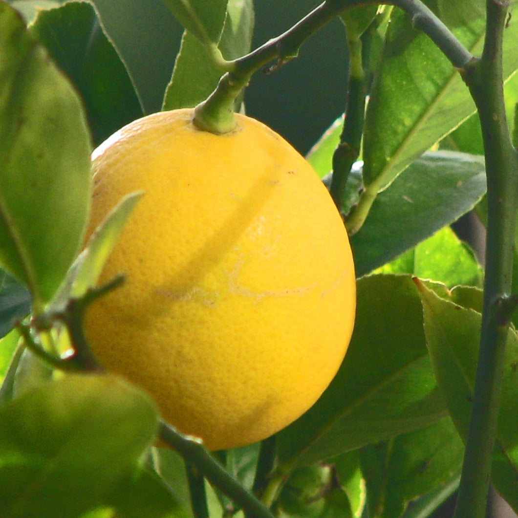 Lemon Meyer