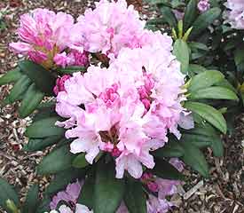 Rhododendron - Pontiyak