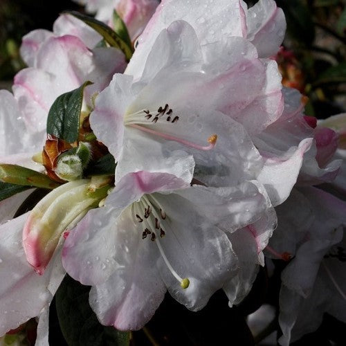 Rhododendron - Princess Alice