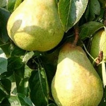 Load image into Gallery viewer, Pear - Williams Bon Chretien
