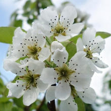 Load image into Gallery viewer, Pear - Williams Bon Chretien
