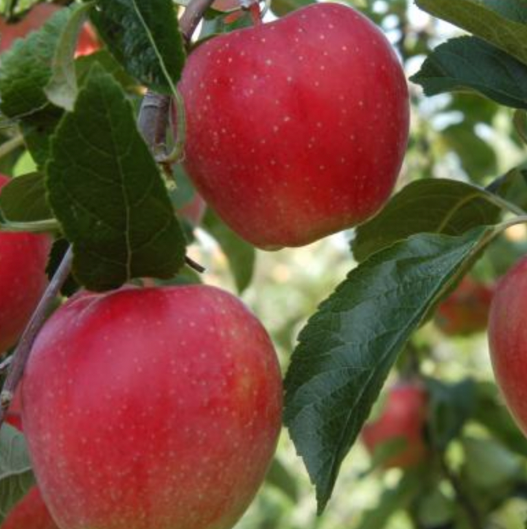 Semi Dwarf Apple - Adore