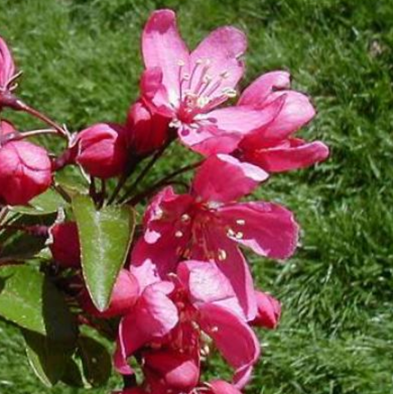 Crabapple - Malus ‘Prairifire’