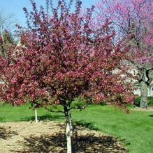 Load image into Gallery viewer, Crabapple - Malus ‘Prairifire’
