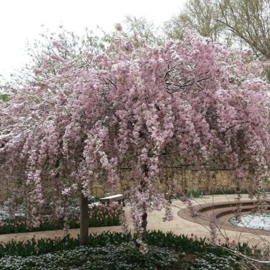 Crabapple - Malus ‘Red Jade’