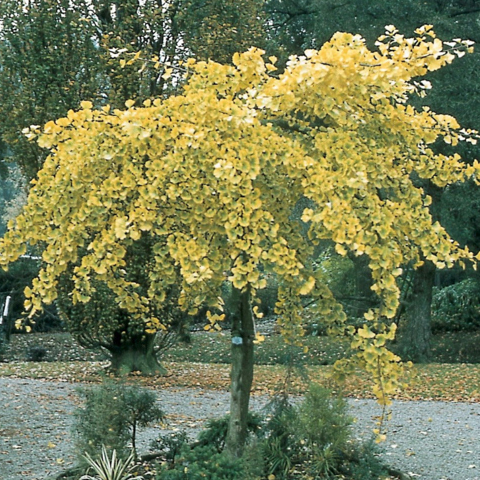 Ginkgo Biloba