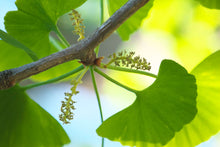 Load image into Gallery viewer, Ginkgo Biloba Pendula
