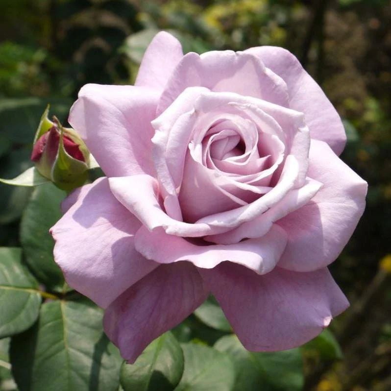 Rose - HEAVEN SCENT (Hybrid Tea)