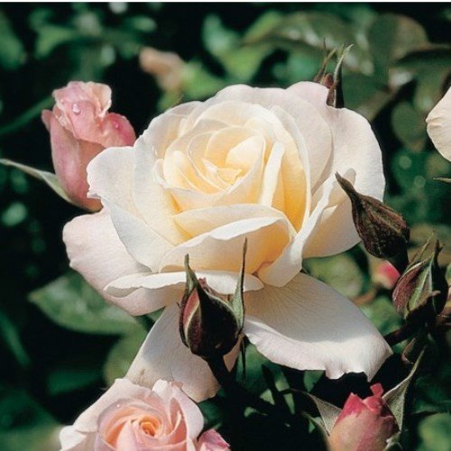 Rose - ANNIVERSARY (Floribunda)