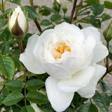 Load image into Gallery viewer, Rose - WITH LOVE (Floribunda)
