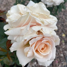 Load image into Gallery viewer, Rose - WITH LOVE (Floribunda)
